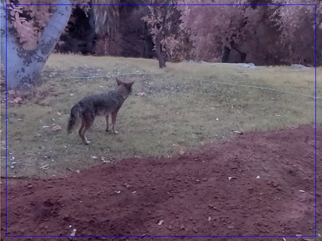 Coyote behind barn