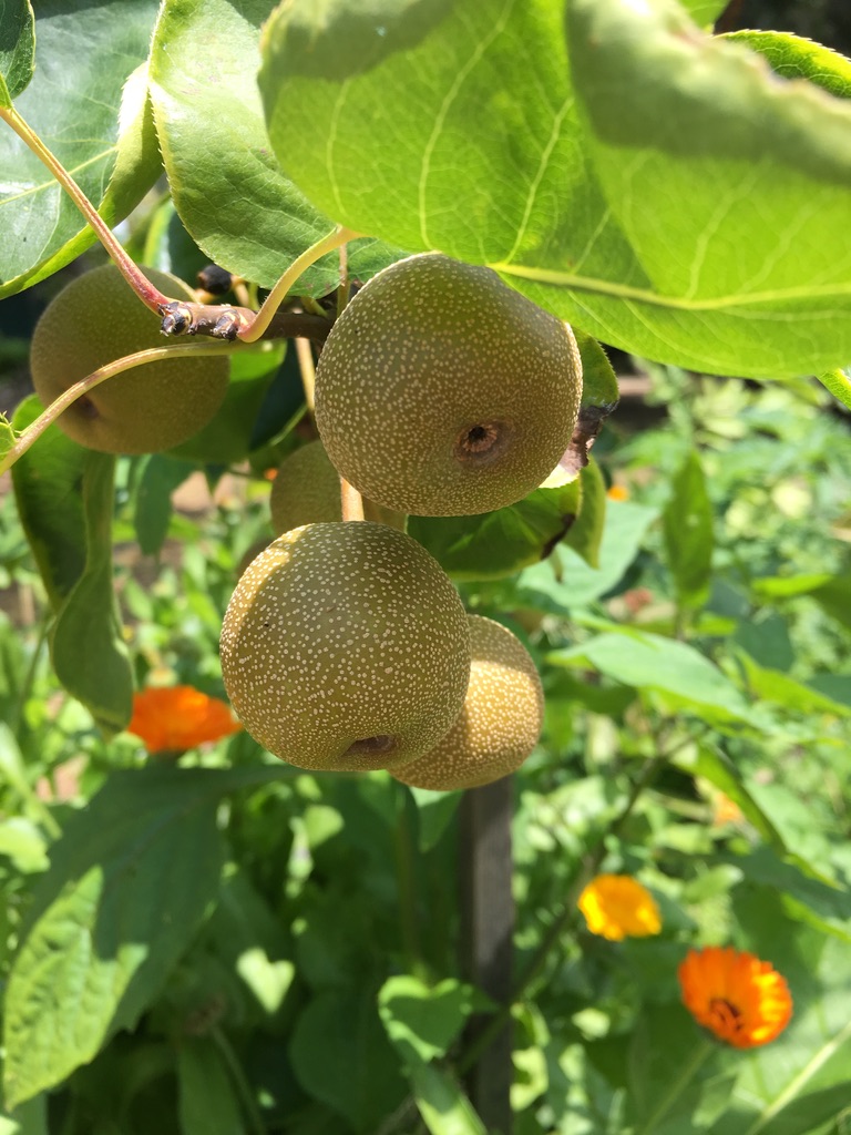 Asian Pears