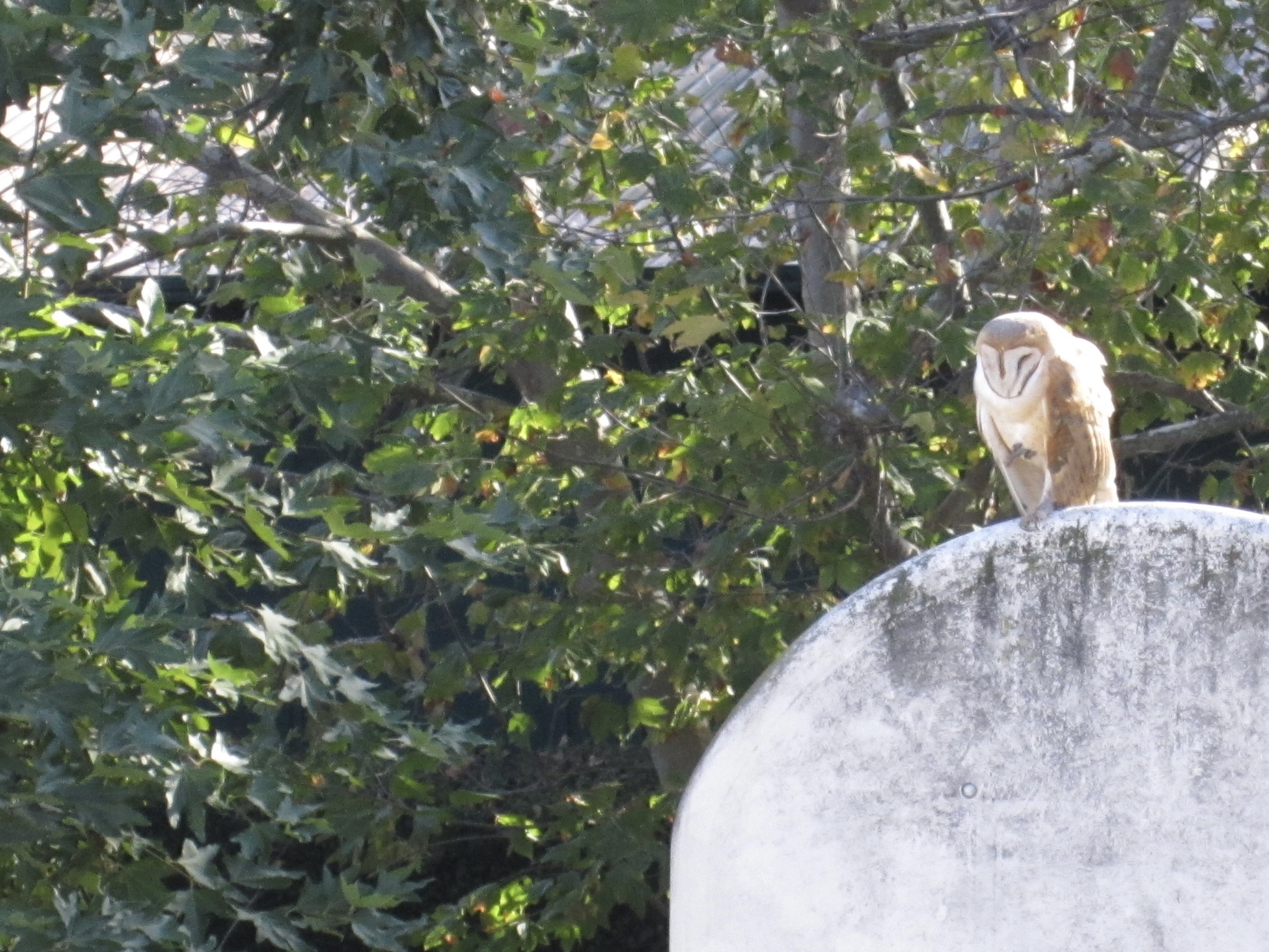 Barn Owl