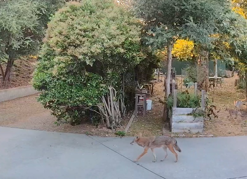 Coyote at Raised Bed