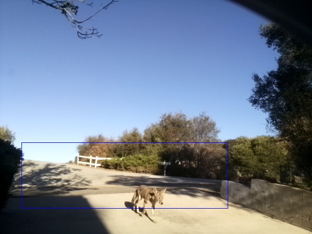 Coyote in Driveway