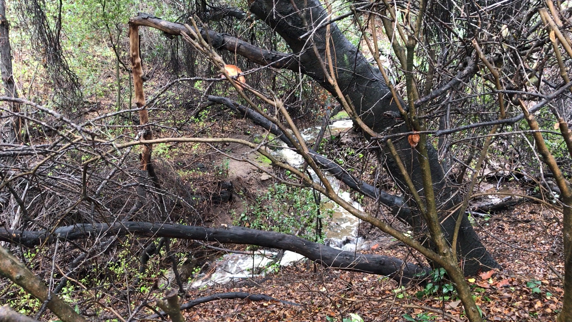 Our Creek for Critters