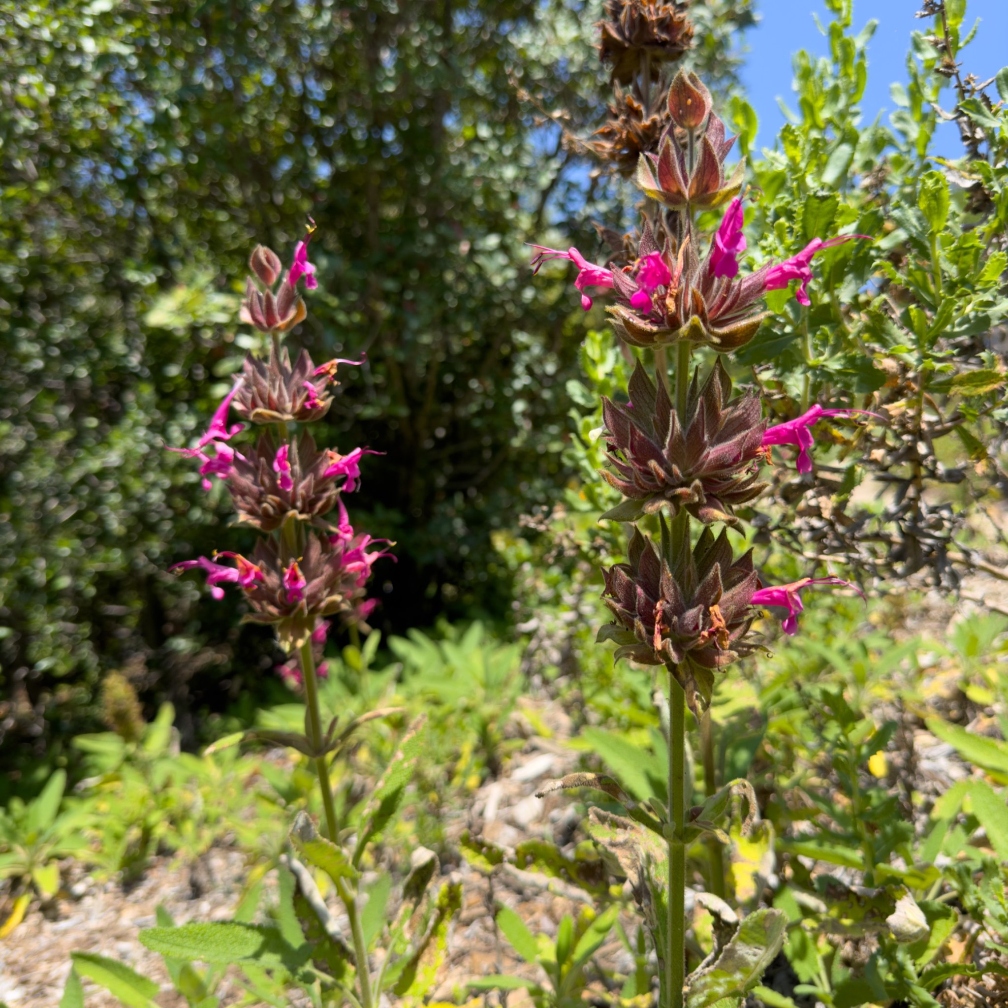 Hummingbird Sage